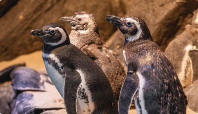 Oceanic Aquarium, o aquário de Balneário Camboriú